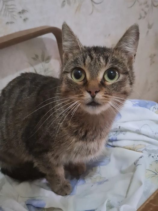 Молодая кошечка ищет дом