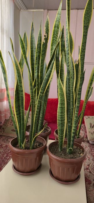 Продаются комнатные цветы