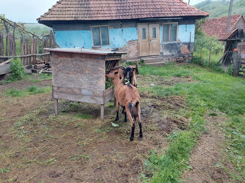 Vand capre franceza alpina cu pedigree