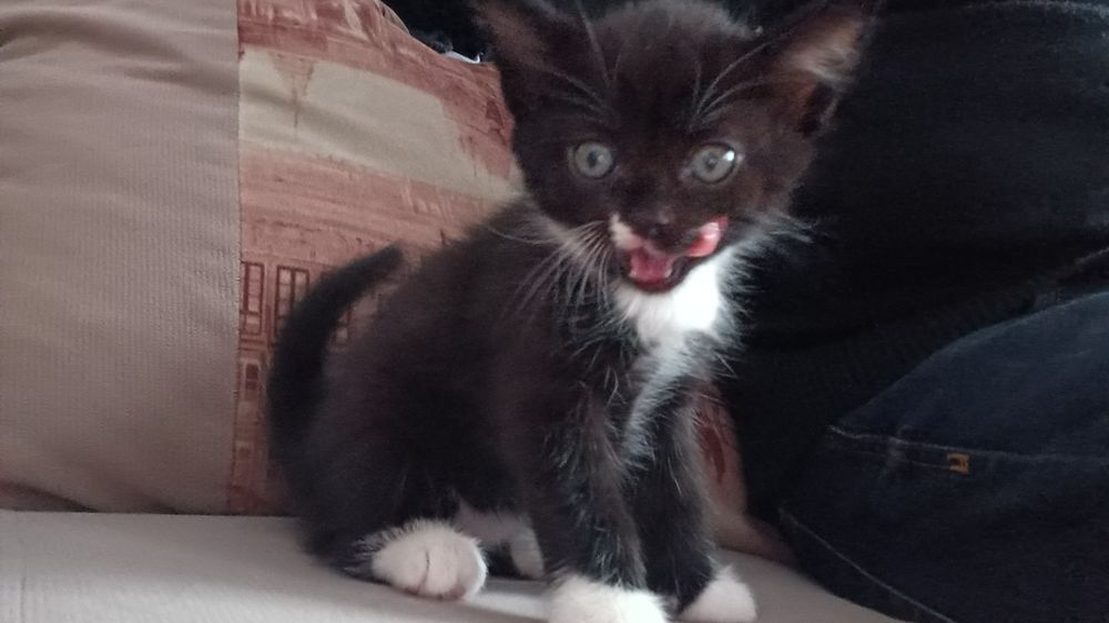 Отдам котят в хорошие руки