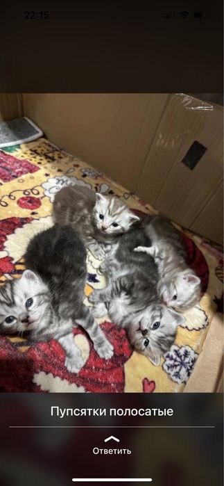 Кот британец прямоухий вязка