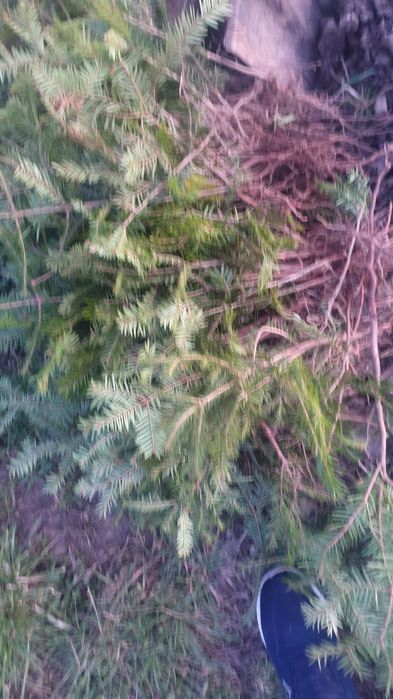 Brad pin molid fag carpân pentru gard viu