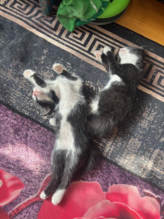 Котёнок мальчик и девочка 2 месяца. (Алматы)