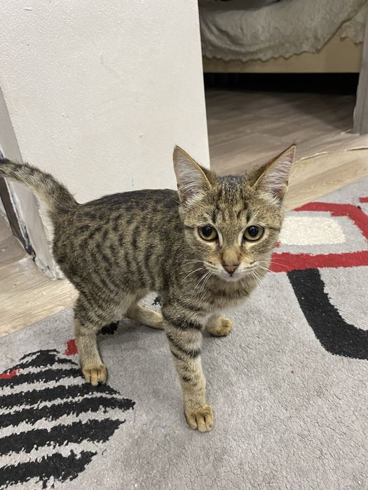 Котенок дам в добрые руки
