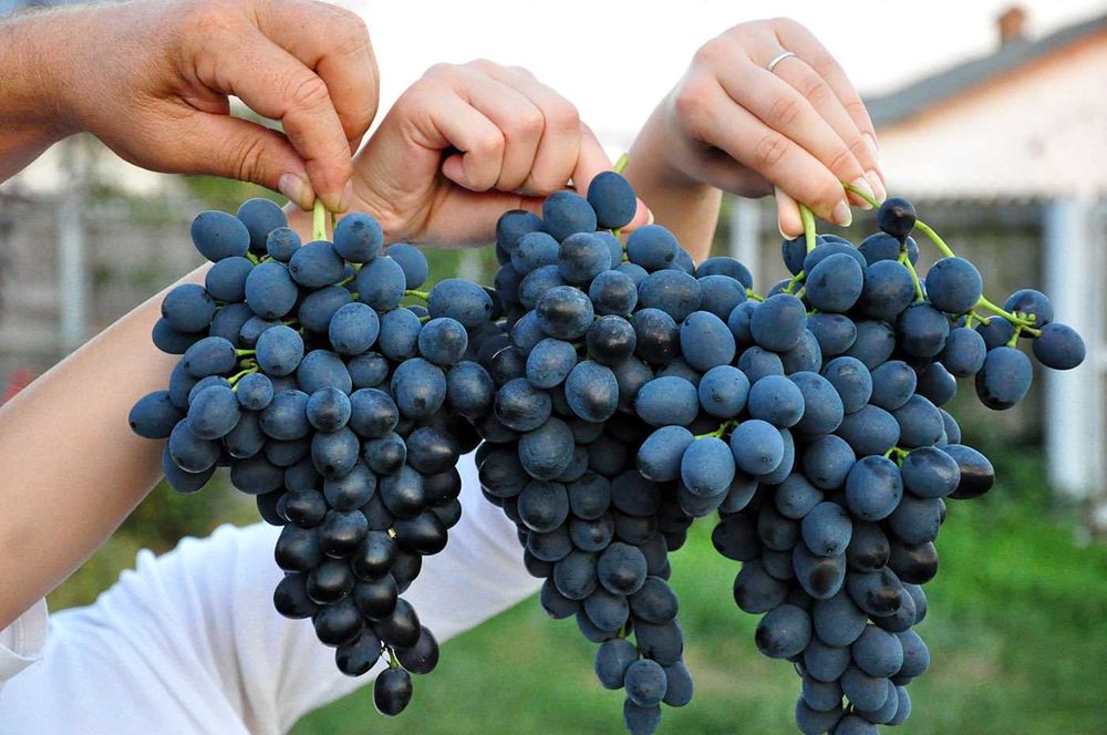 Vand Struguri de vin si de masa Moldova