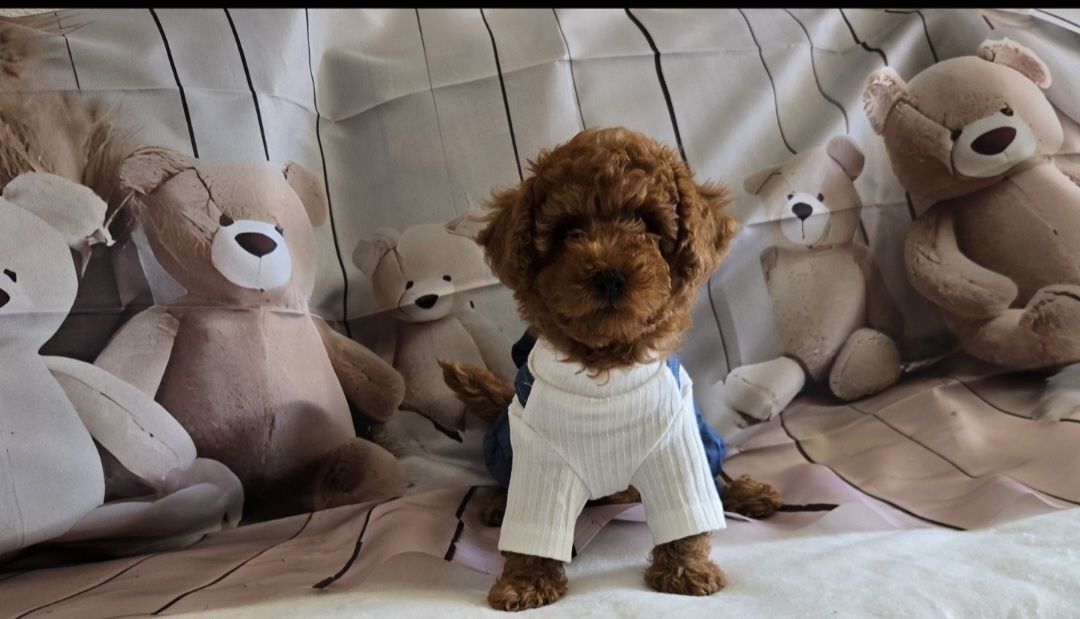 Пудел той Poodle toy с родословие момиче