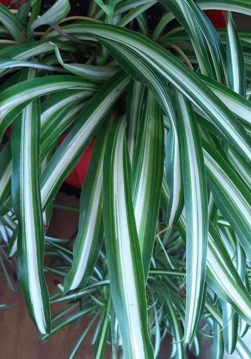 decoratii pt aer curat pl. paianjen 3 soiuri diferite