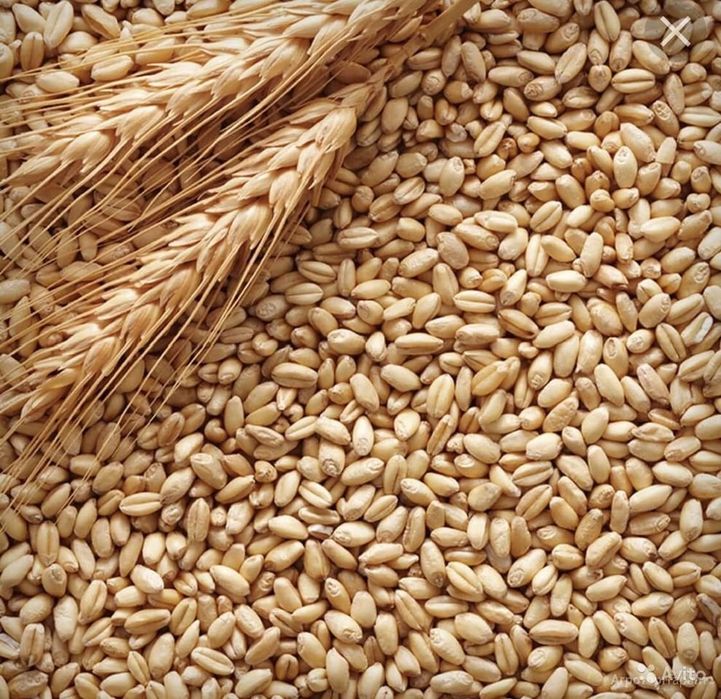 Продам зерно 2025 года урожай