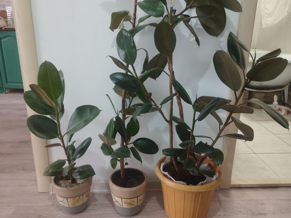 Фикус домашние цветы