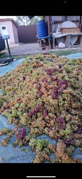 Strugurii de vin