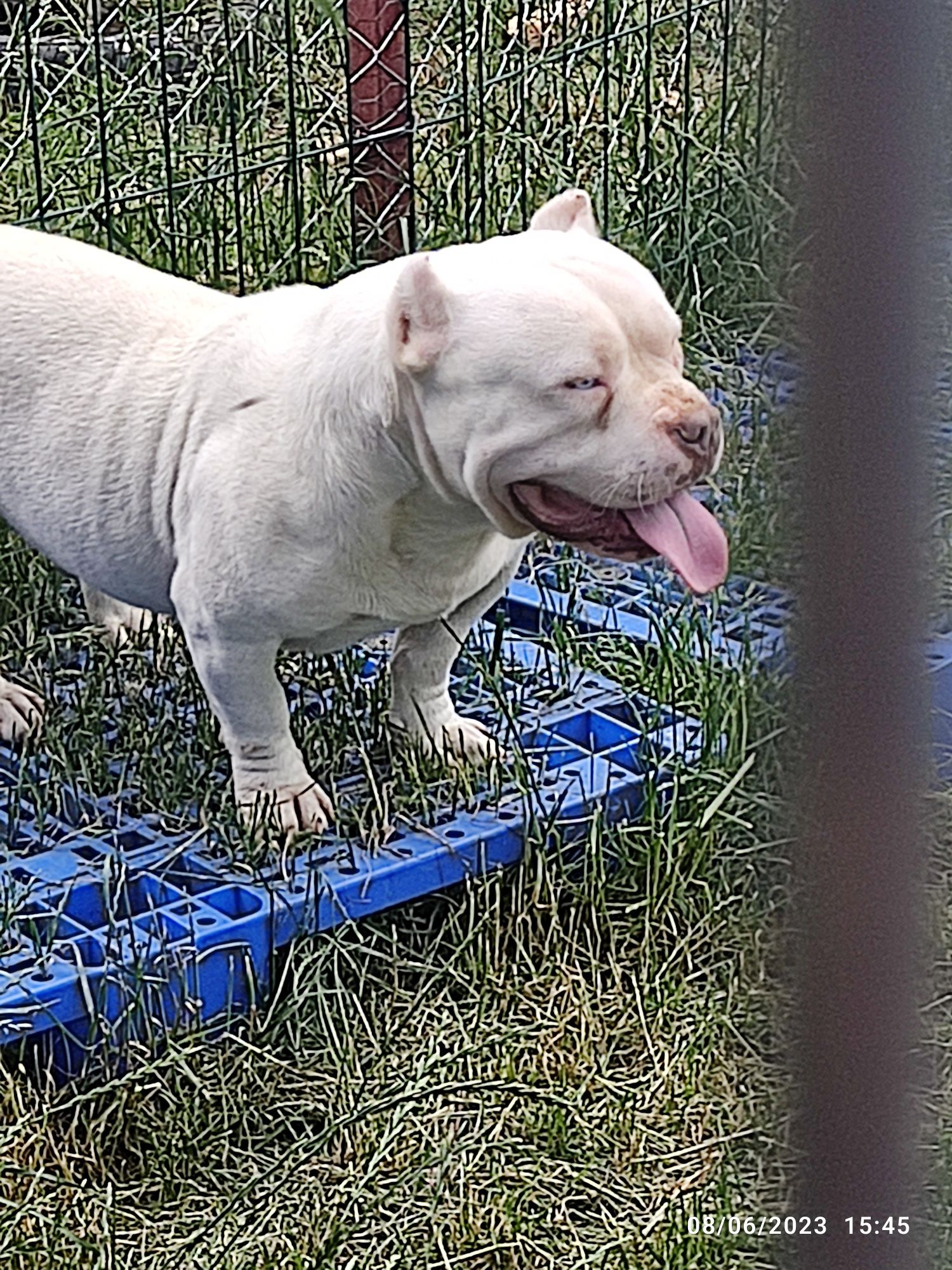 Vând american bully poket sau schimb