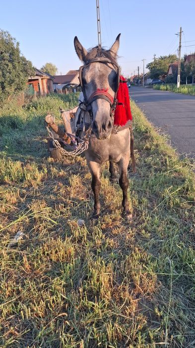 Vând o mânza de 2 ani si 3 luni