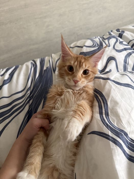 Mейнкун боласи сотилади