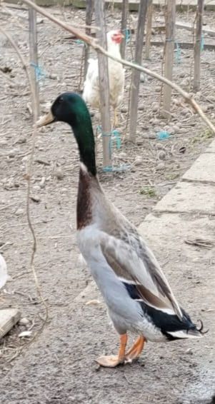 Bibilici,Rațe mute  si găini ouătoare