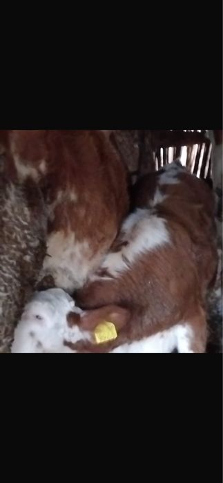 Vand vaca la prima fatare