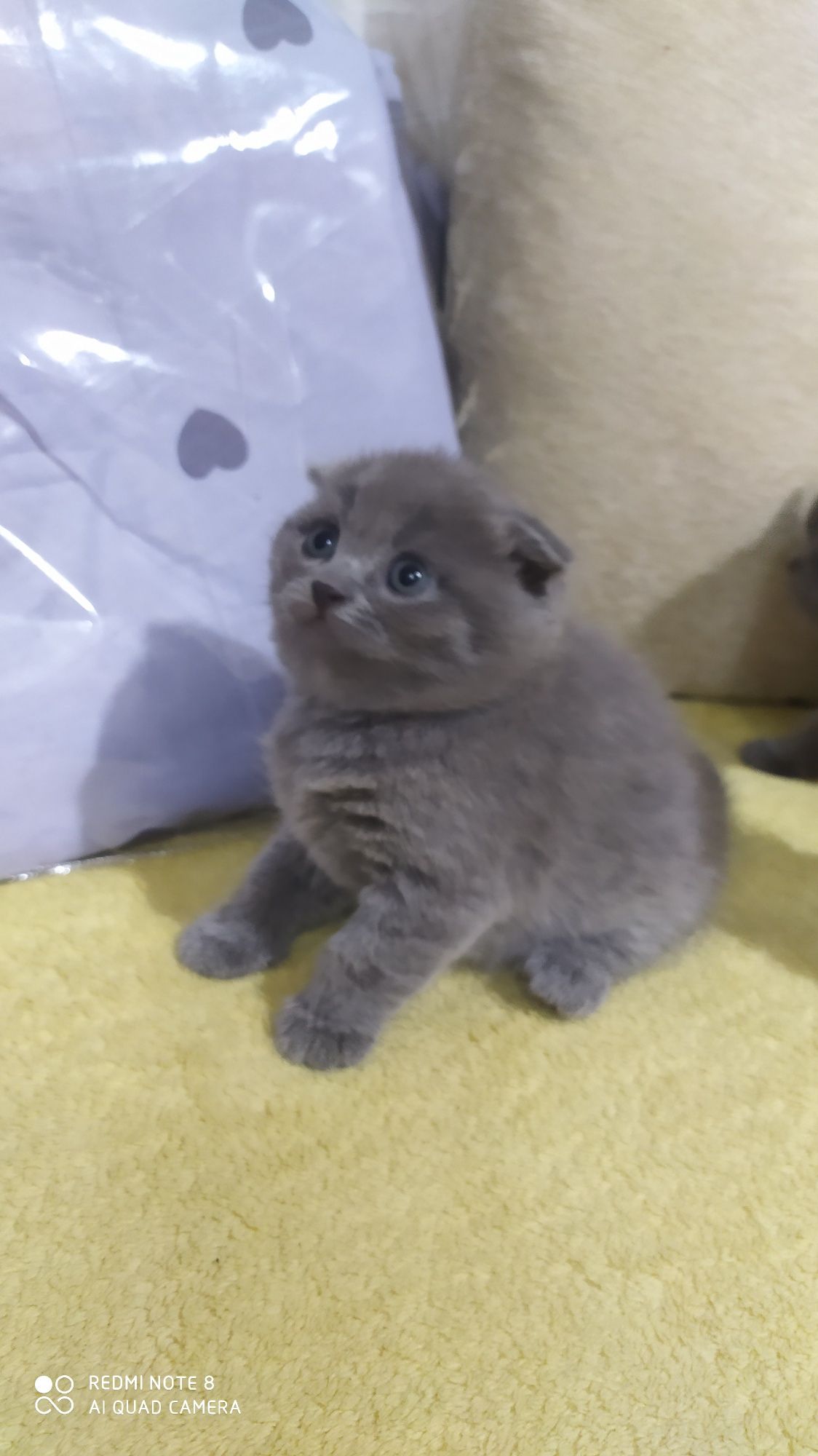 Шотландские Вислоухие котята Фолд