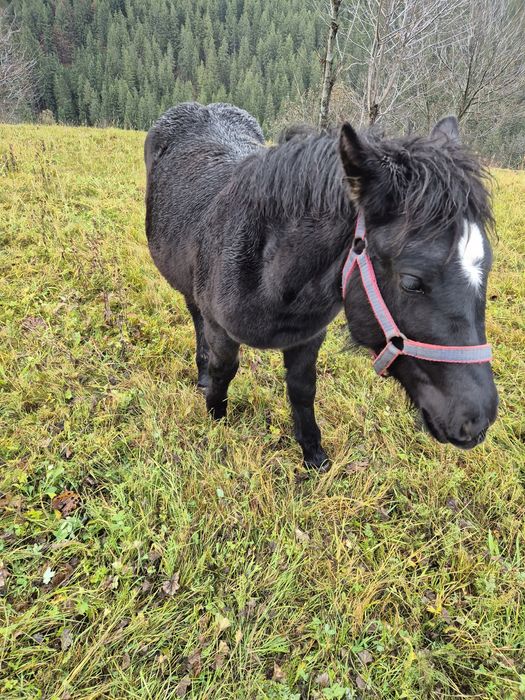 Vând doi mânji de 5-6 luni
