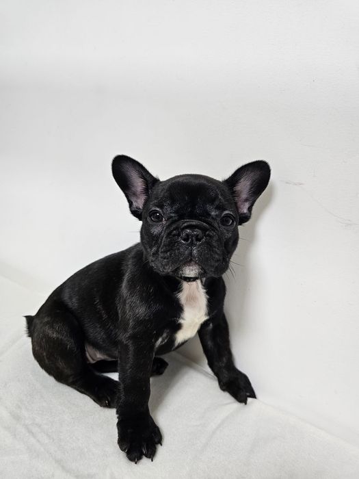 Bulldog francez femela