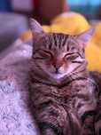 Cat sitter / Pet sitting / companie ( bona ) pisici