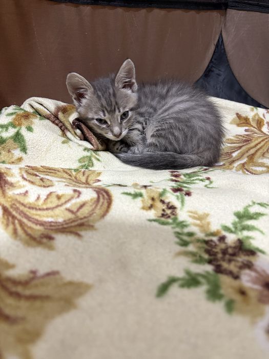 Котенок  девочка