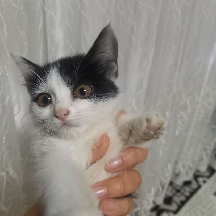 Aq qara misiq, kishkantay