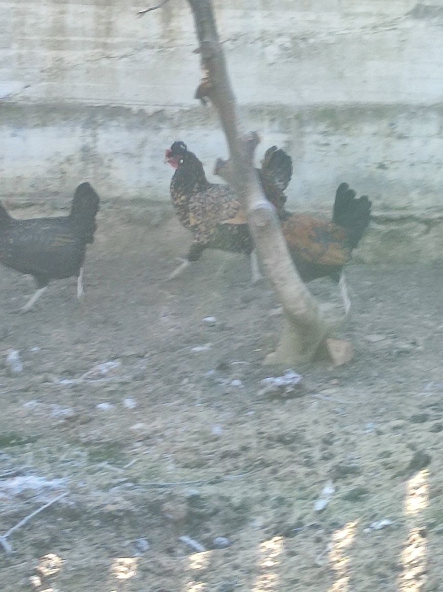 Oua incubat găini Paduana,și metis paduana