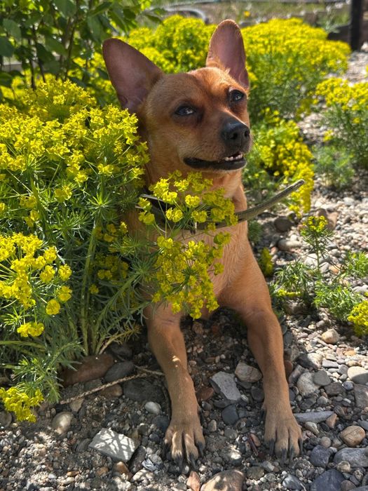 Кабель ищет себе подругу