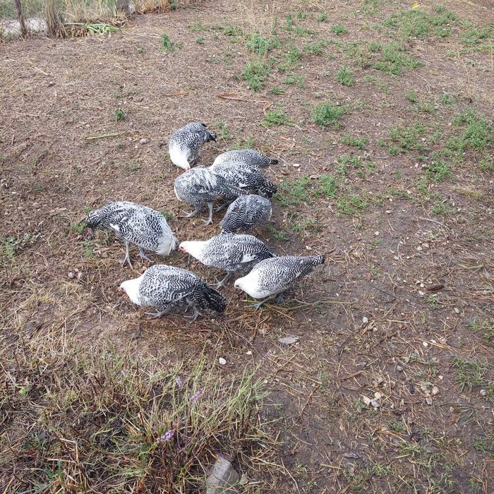 Продавам вествалски петлета