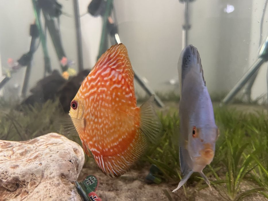 Pesti discus doua bucati