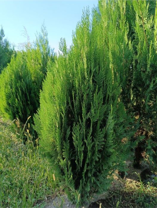 Саженцы көшет қара ағаш ёлка сосна