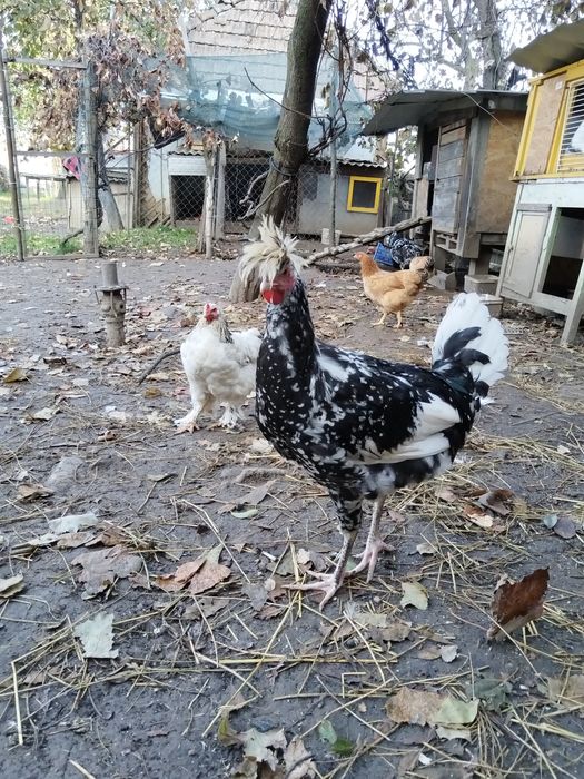 Sandjak 2 găini și 2 cocosi