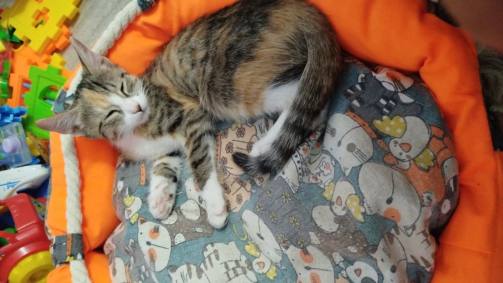 Котенок. Кентау.