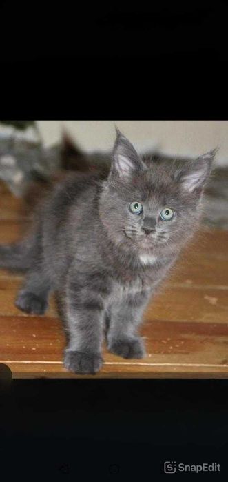 Подкинули котенка, мейн-кун, девочка. Нужен дом!