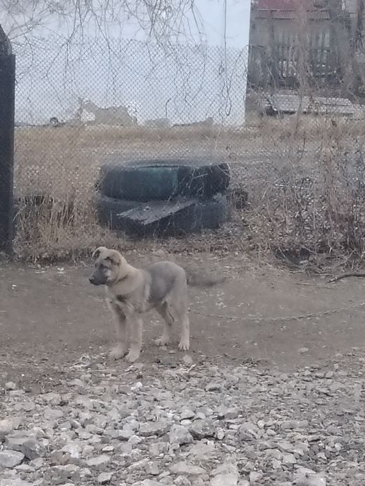 Отдаём щенка 4 месяца