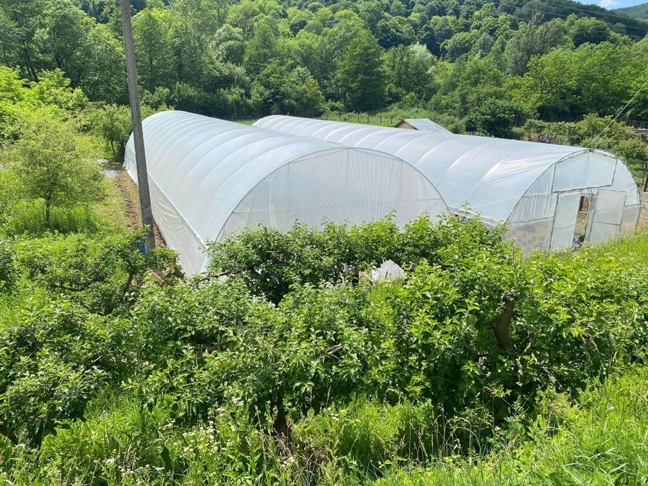 Solarii Legume  si Flori