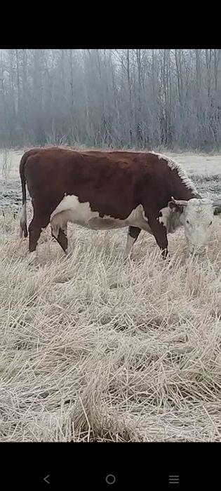 Продам корова (ақбас)