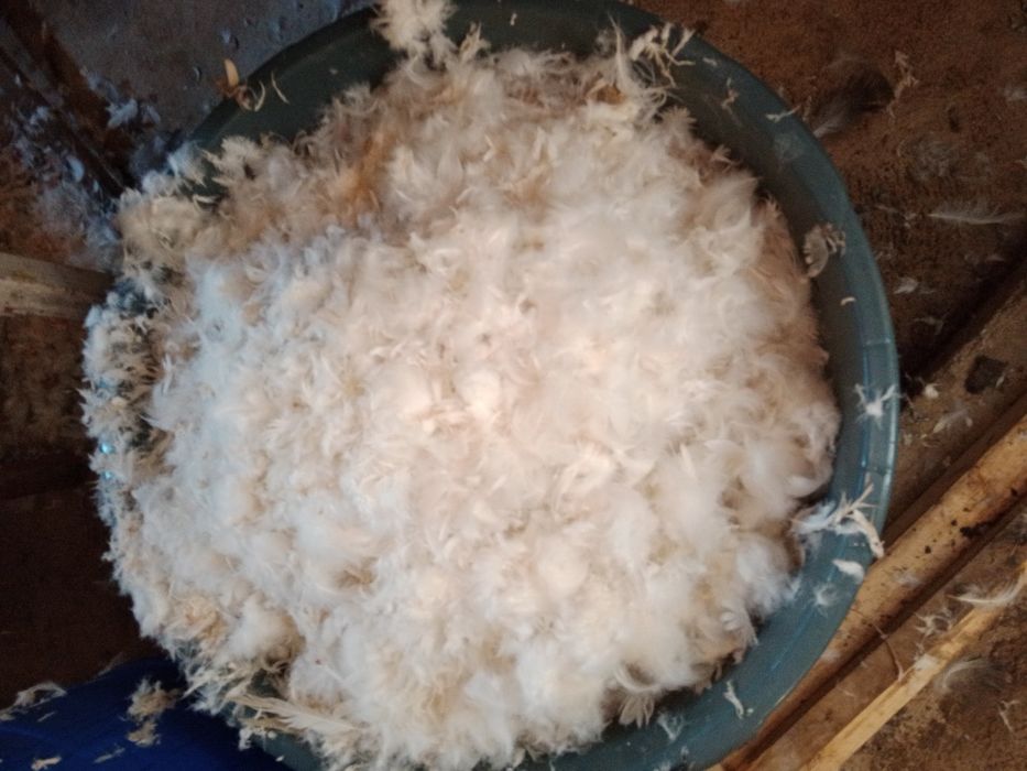 Пух гусиный свежий