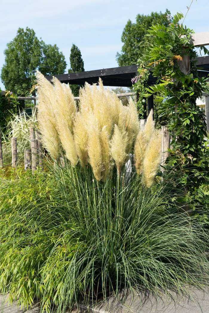 Vindem Iarba Pampas - Originala - La 100-130 cm! Producator!