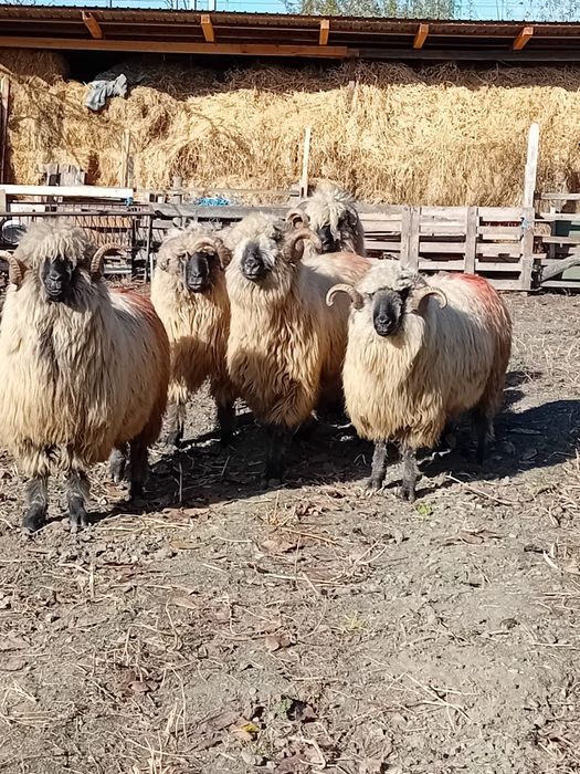 Berbeci bucalai de vanzare