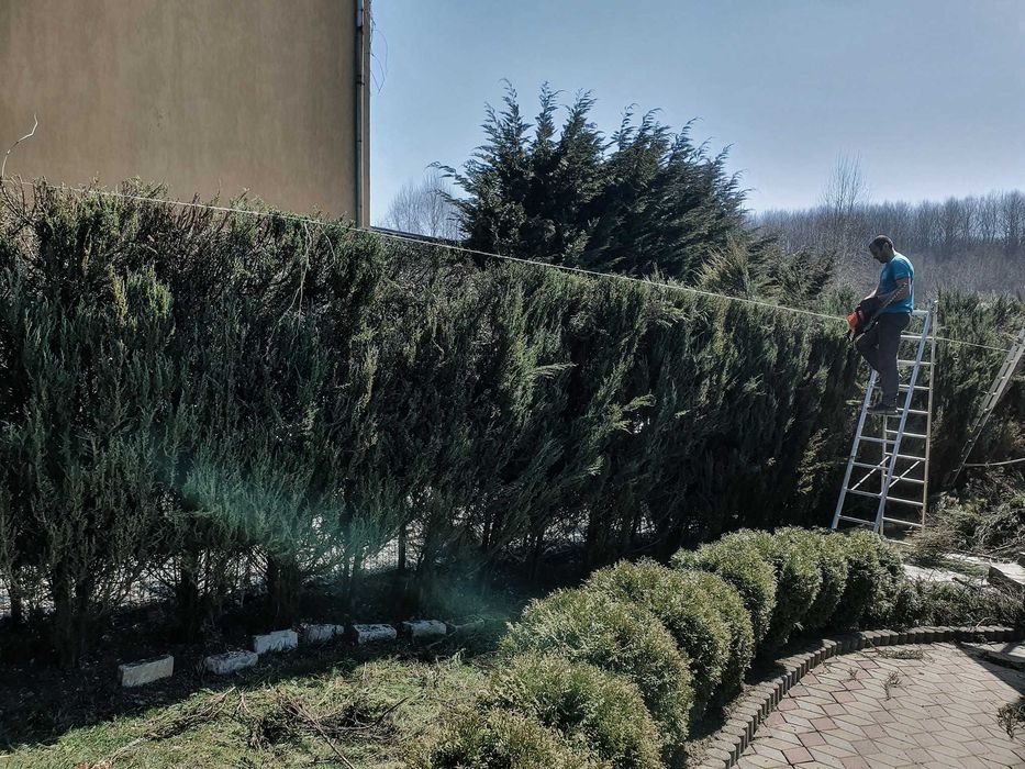 Toaletare, taiere, doborat copaci, arbori sau pomi