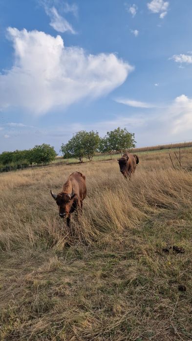 Zimbri de vanzare, bizon european