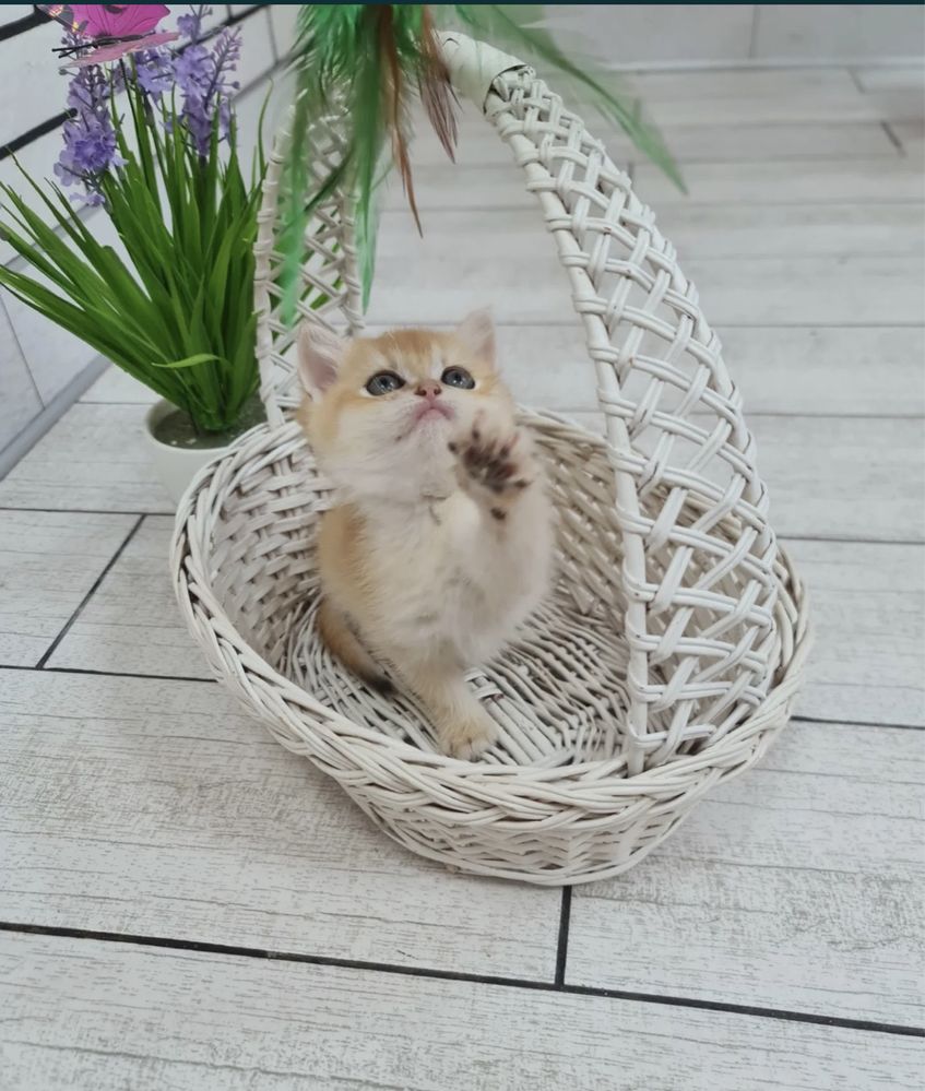 Продается золотой котёнок золотая Шиншила