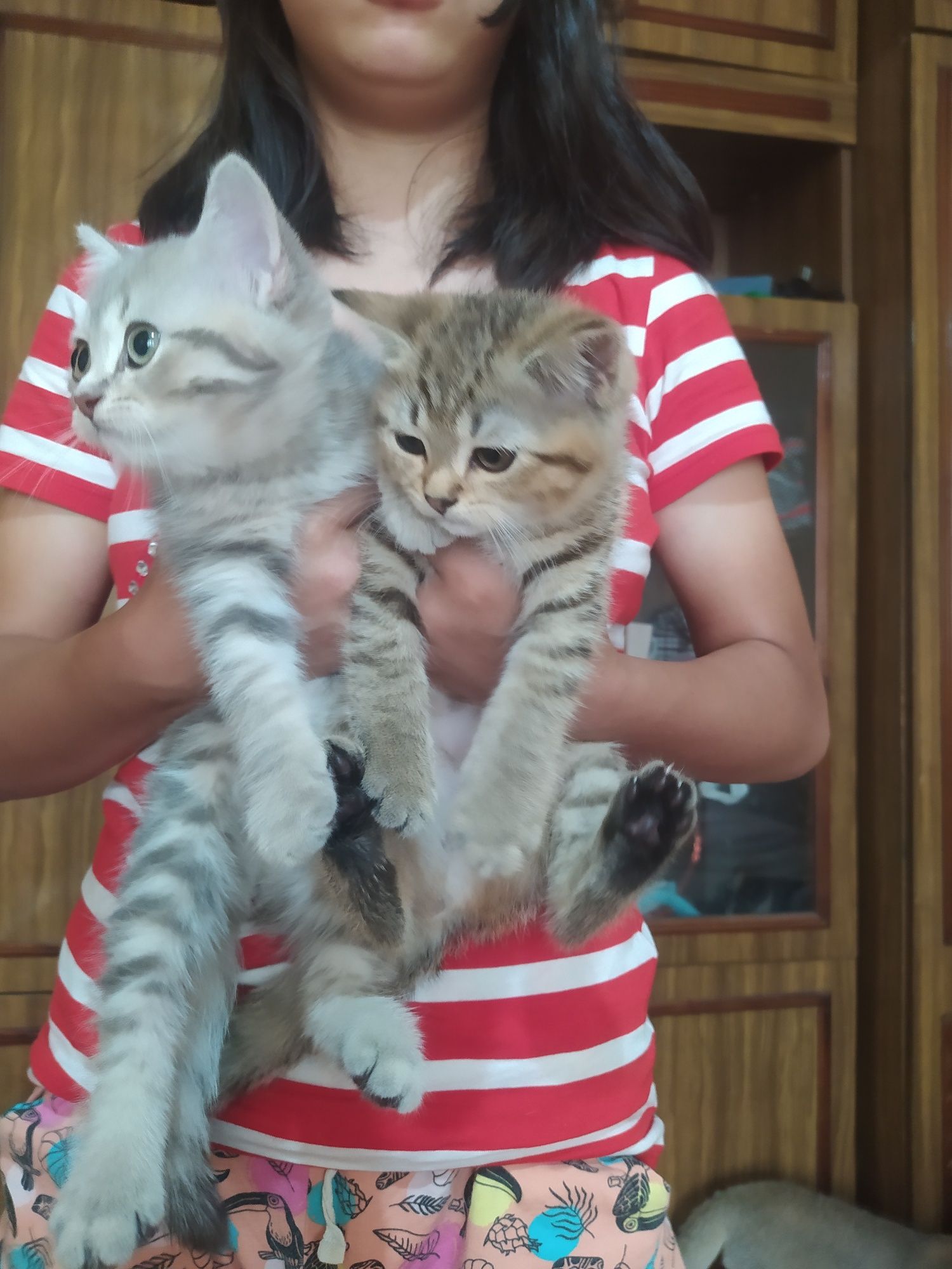 Шотландские скотиш Страйт котята.