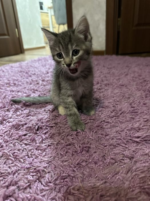 Отдам котят в добрые руки