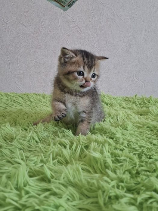 Чистокровные шотландские котята