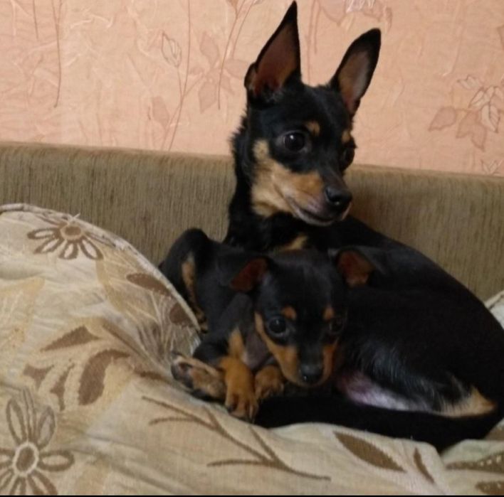 Пинчер мини чистокровный цена аканчательно