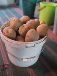 Продам картошку домашнюю и семенную