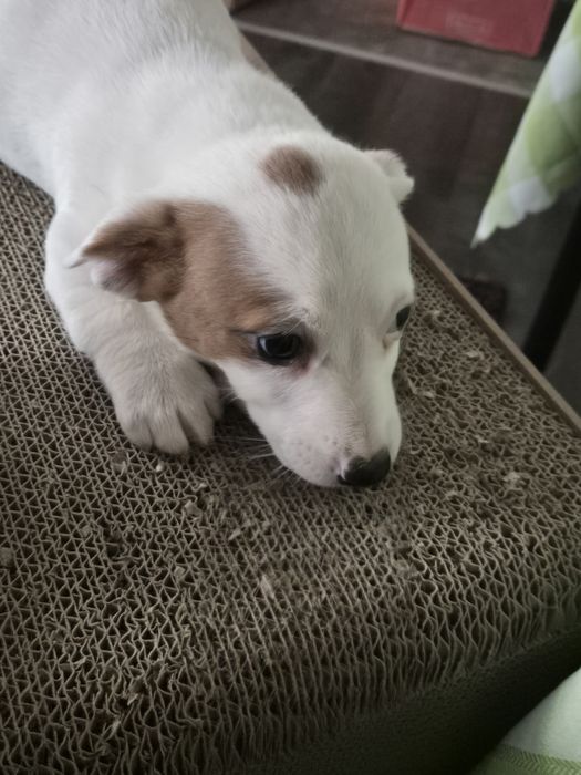 Чистокръвни джак ръсели