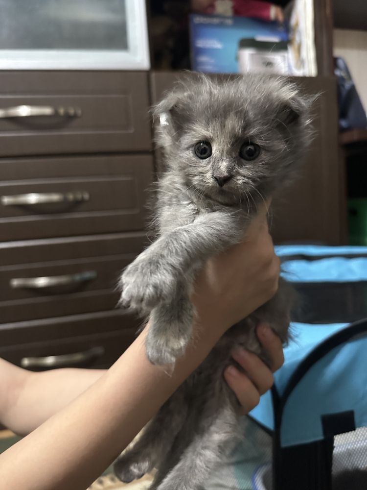 Котята скотиш фолд и скоттиш страй