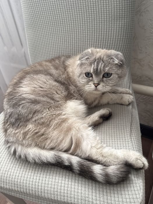 Отдам кошку в хорошие руки